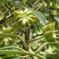 Анисовое масло Flora Secret 10 мл