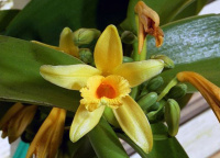 Ванильное масло Flora Secret 10 мл