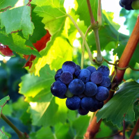 Виноградных косточек масло Flora Secret 60 мл