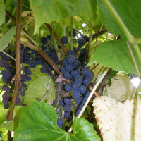 Виноградных косточек масло Flora Secret 60 мл