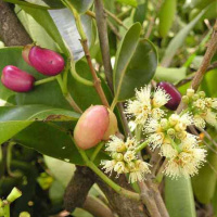 Гвоздичное масло Flora Secret 10 мл