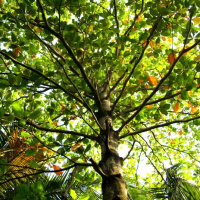 Гвоздичное масло Flora Secret 10 мл