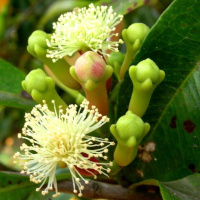 Гвоздичное масло Flora Secret 10 мл