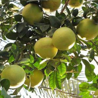 Грейпфрутовое масло Flora Secret 10 мл