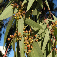 Эвкалиптовое масло Flora Secret 25 мл