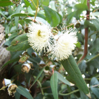 Эвкалиптовое масло Flora Secret 25 мл