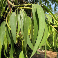 Эвкалиптовое масло Flora Secret 25 мл