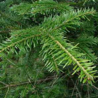 Пихтовое (пихтовое) масло Flora Secret 25 мл