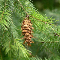 Пихтовое (пихтовое) масло Flora Secret 25 мл