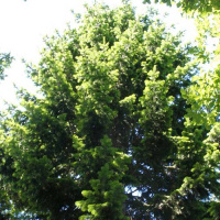 Пихтовое (пихтовое) масло Flora Secret 25 мл