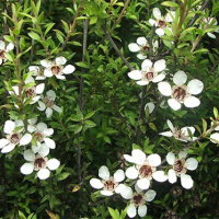 Чайное дерево масло Flora Secret 10 мл