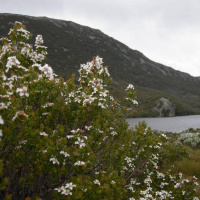 Чайное дерево масло Flora Secret 10 мл