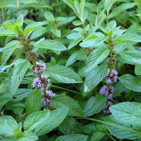 Мятное масло Flora Secret 25 мл