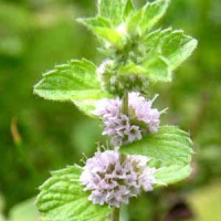 Мятное масло Flora Secret 25 мл