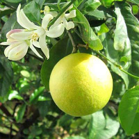 Лимонное масло Flora Secret 10 мл