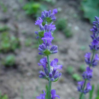 Лавандовое масло Flora Secret 10 мл