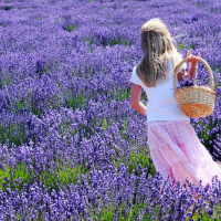 Лавандовое масло Flora Secret 25 мл