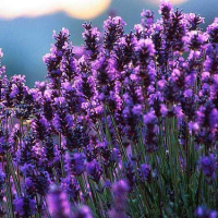 Лавандовое масло Flora Secret 25 мл