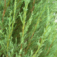 Можжевеловое масло Flora Secret 10 мл