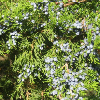 Можжевеловое масло Flora Secret 10 мл