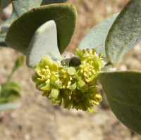 Жожоба масло Flora Secret 60 мл