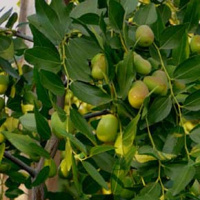 Жожоба масло Flora Secret 60 мл