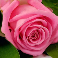 Розовое масло Flora Secret 10 мл