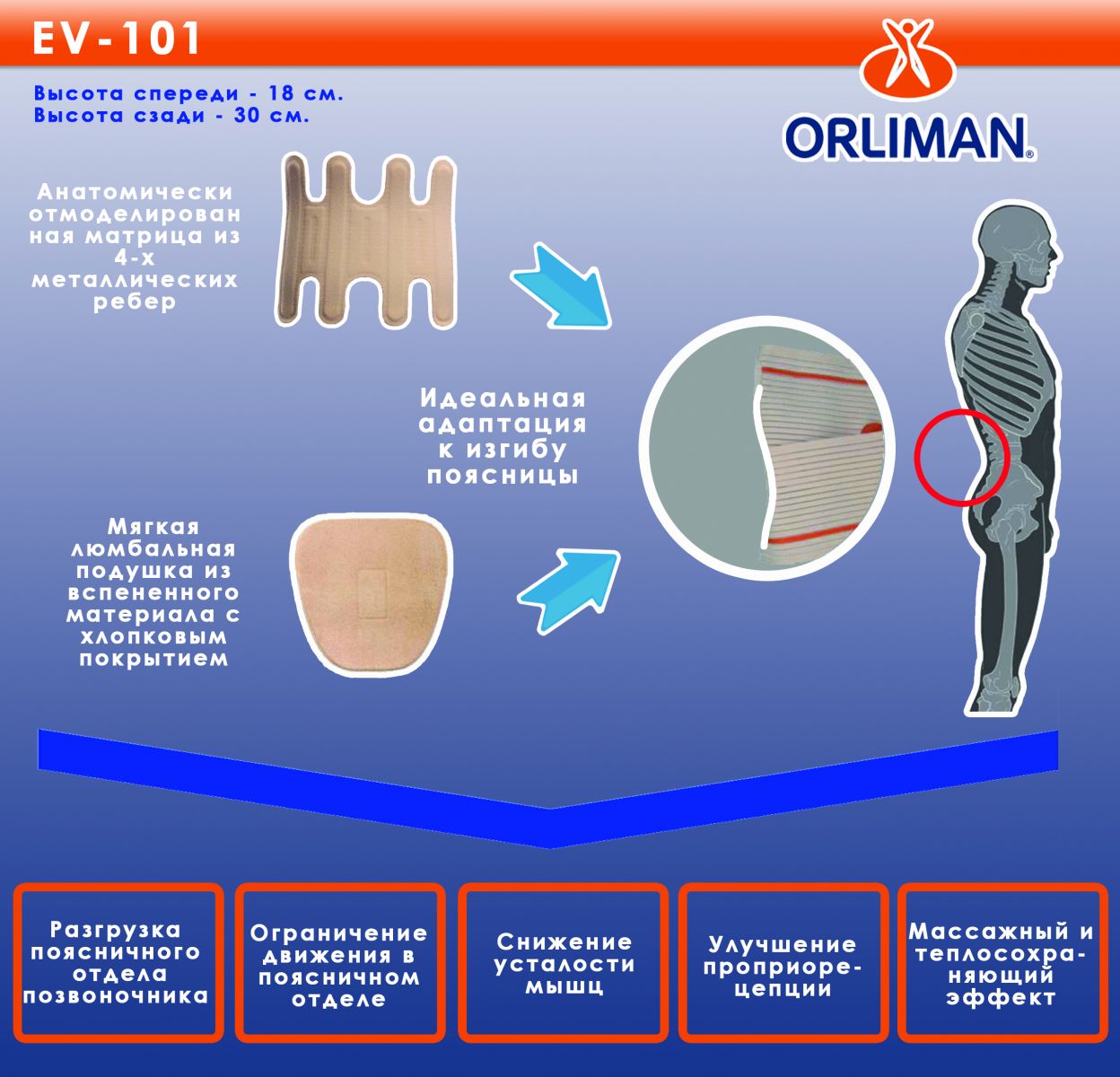Пояснично-крестцовый полужесткий корсет “EVOTEC” EV-101 Orliman, (Испания), изображение - 1